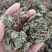 蛤蟆草，手选野生，全国发货，大货供应，支持在线下单