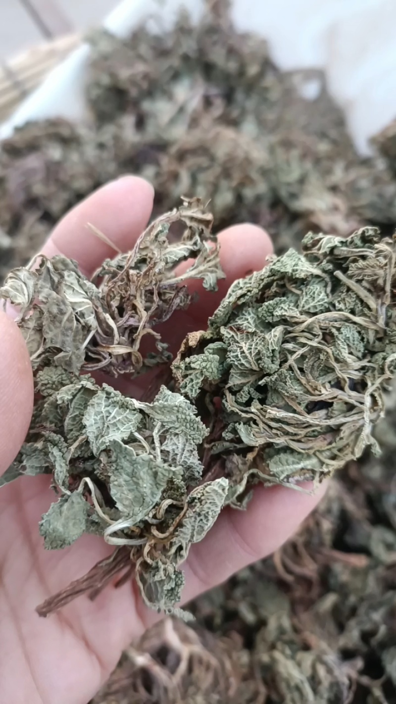 蛤蟆草，手选野生，全国发货，大货供应，支持在线下单
