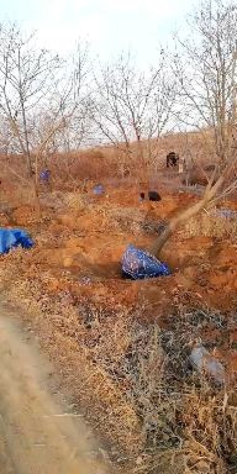 【优质】河北黑枣树软枣苗无核1-18公分，提供一条龙服务~