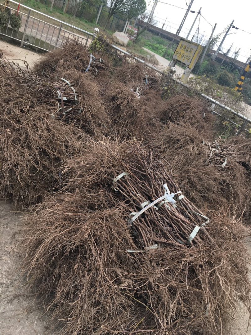 浙江金华小方家巨峰葡萄苗南北种植根系旺盛。第二年结果