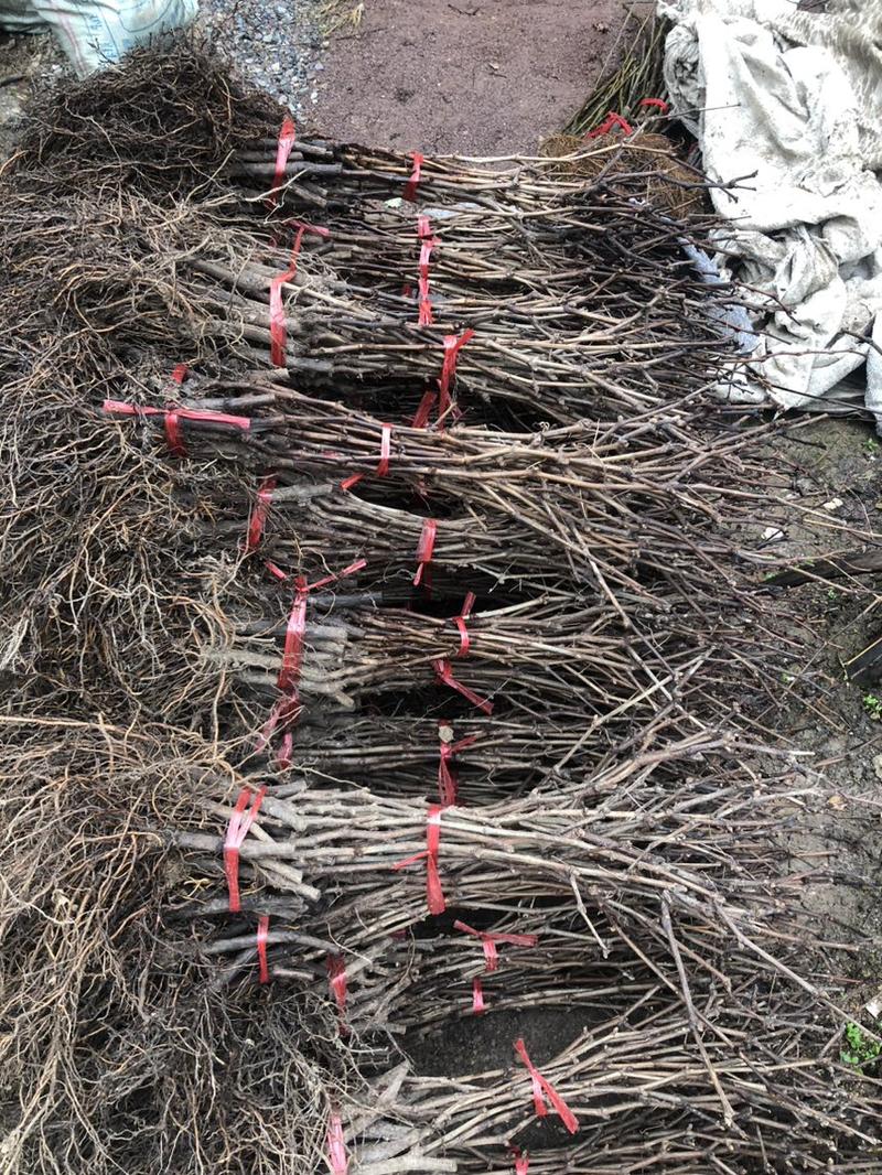 浙江金华小方家巨峰葡萄苗南北种植根系旺盛。第二年结果