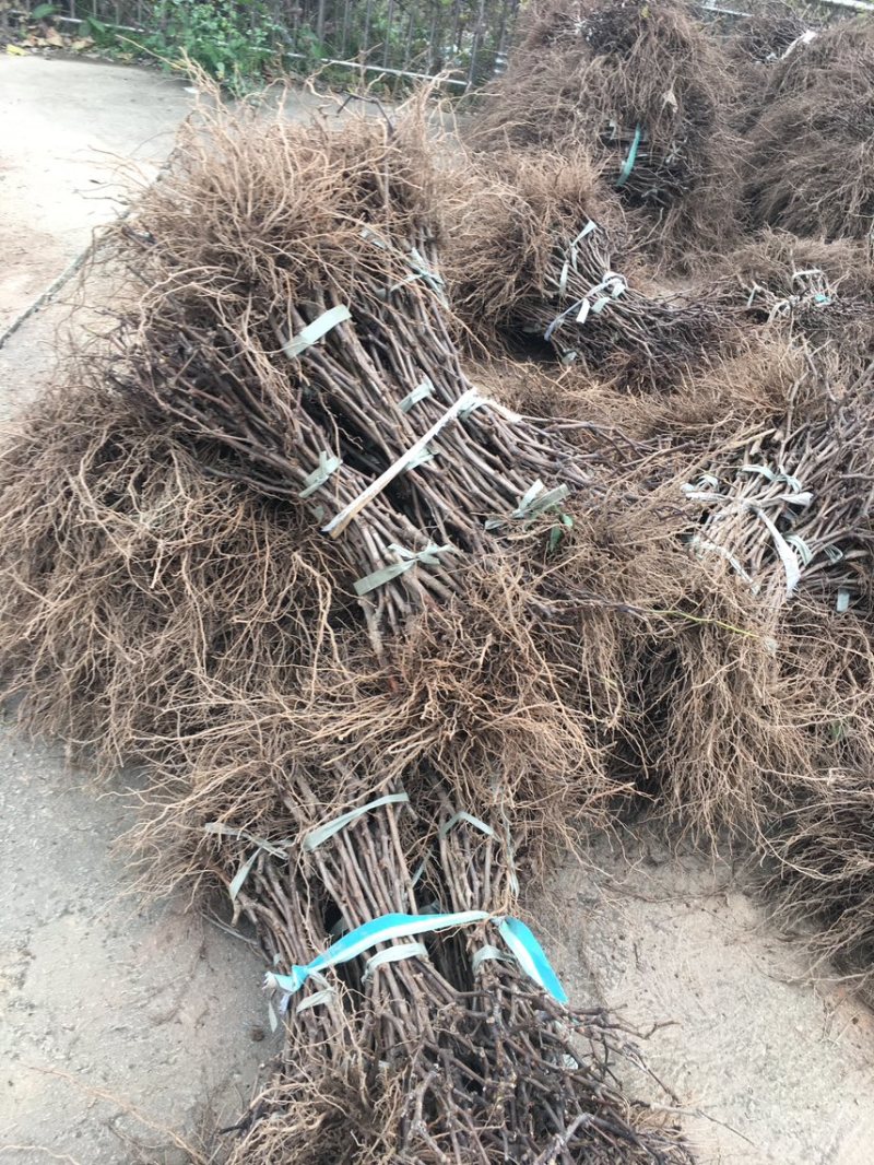浙江金华小方家巨峰葡萄苗南北种植根系旺盛。第二年结果