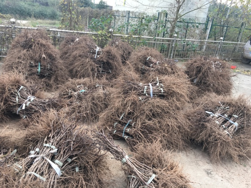 浙江金华小方家巨峰葡萄苗南北种植根系旺盛。第二年结果
