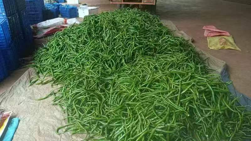 [精品线椒]新苗大量上市，长期供应，诚信经营，一手货源