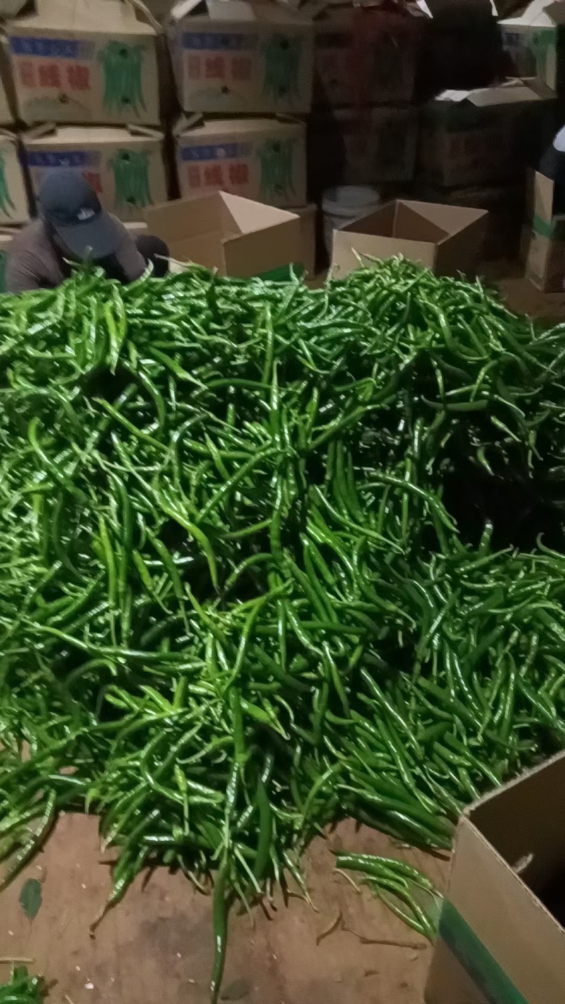 [精品线椒]新苗大量上市，长期供应，诚信经营，一手货源