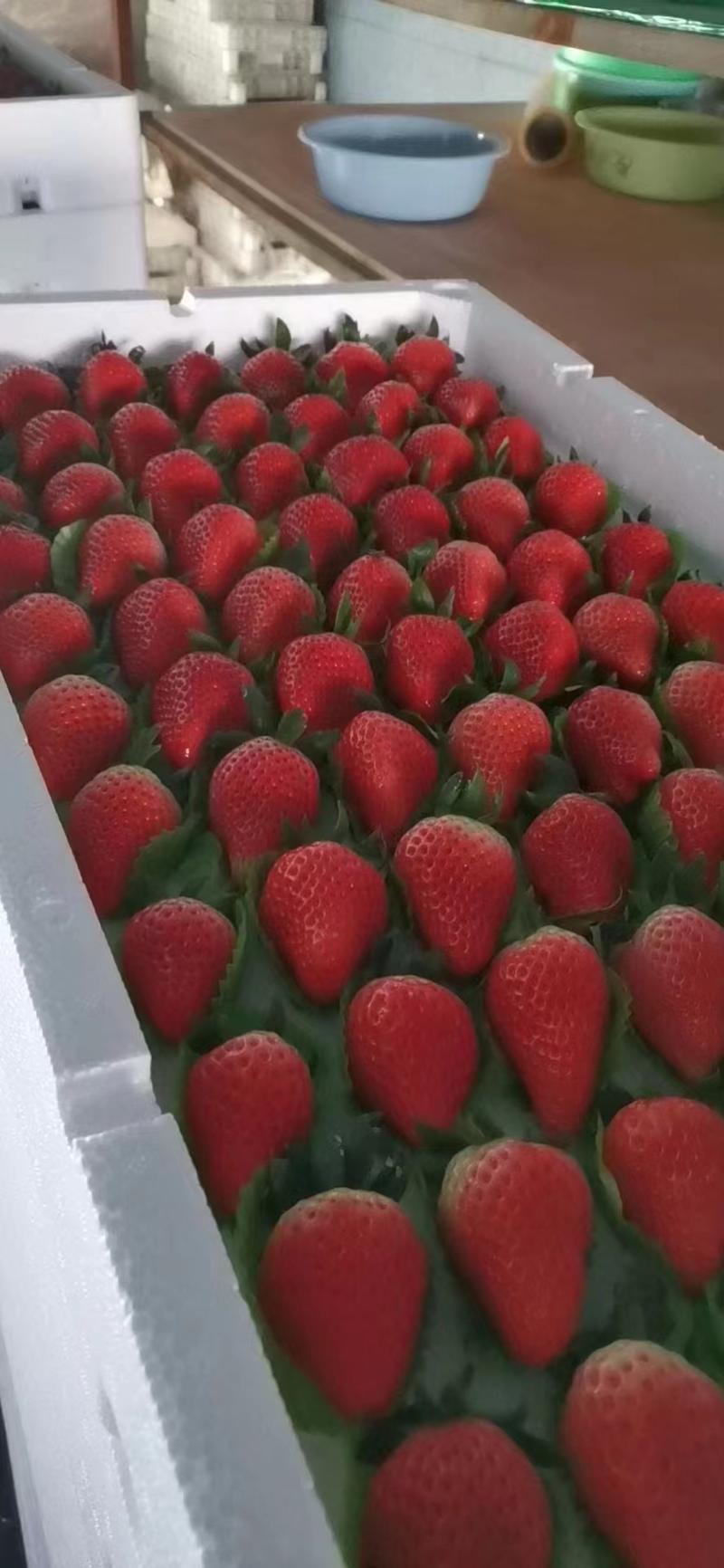 奶油草莓平度草莓免洗草莓规格齐全货源充足全国可达保证新鲜