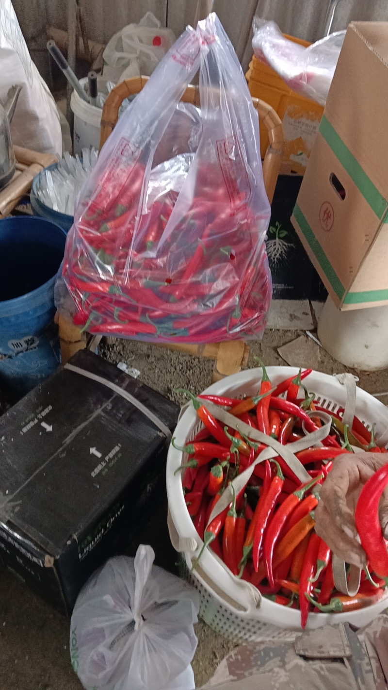 福建辣椒大量走货需要联系