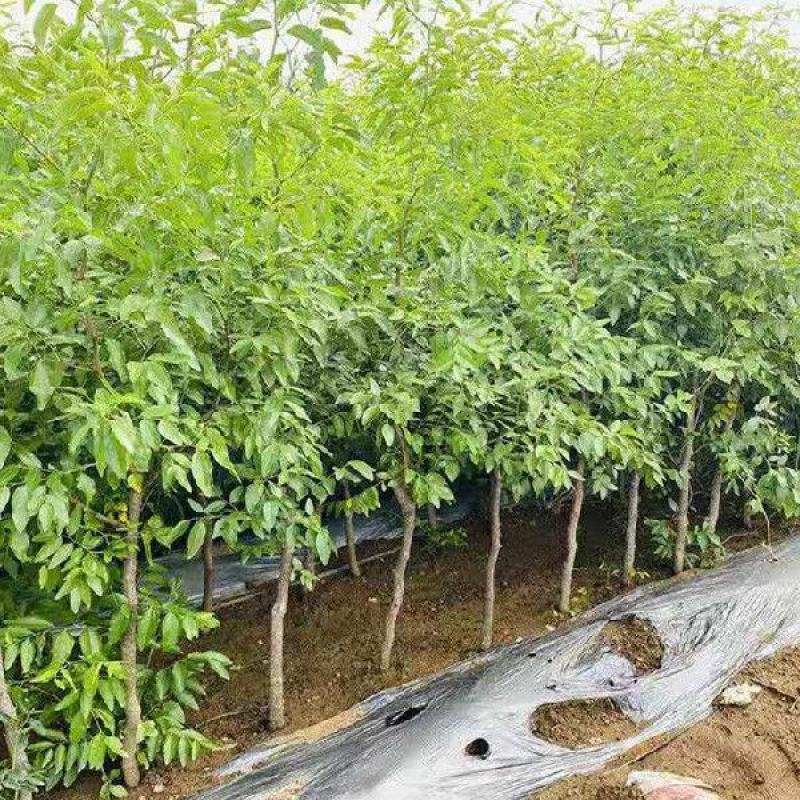 芽变特甜大枣树苗核小肉多，不用环剥不受粉，糖度30一40