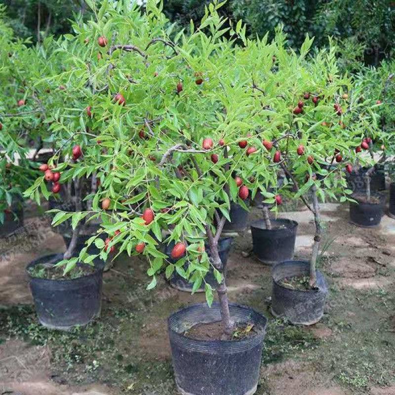 芽变特甜大枣树苗核小肉多，不用环剥不受粉，糖度30一40