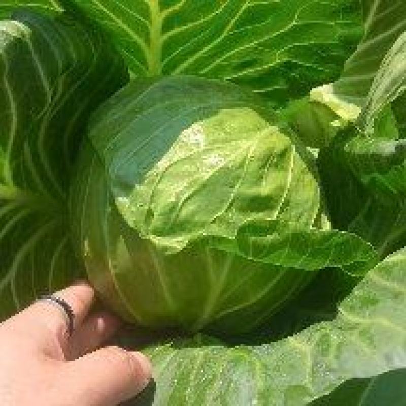 圆包菜扁包铁包牛心包菜甘蓝看货论价欢迎咨询订购