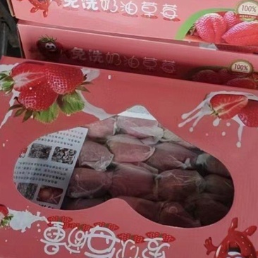 免洗草莓套袋草莓穿衣奶油草莓精美礼品电销热品欢迎联系
