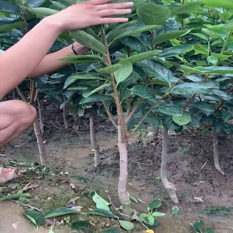 山东脆甜柿子树苗，品种多样，规格可选，欢迎联系