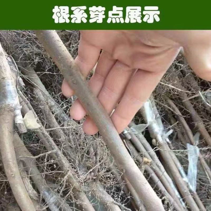 山东脆甜柿子树苗，品种多样，规格可选，欢迎联系