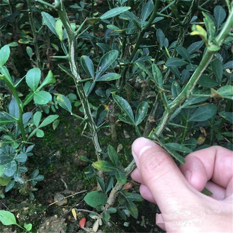 山东当年枸橘苗大量出售，货源充足，规格多样，欢迎来电联系