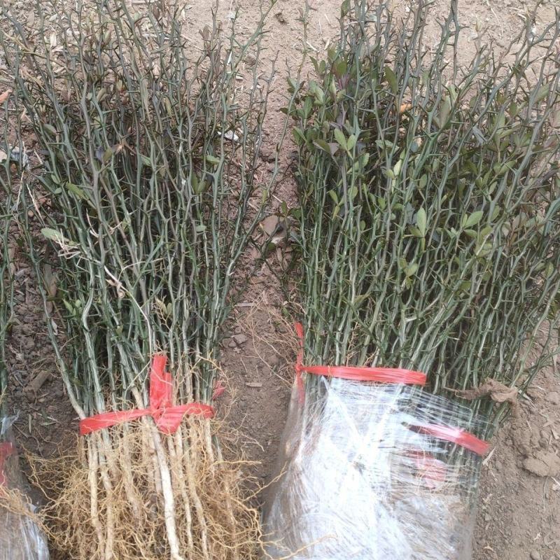 山东当年枸橘苗大量出售，货源充足，规格多样，欢迎来电联系