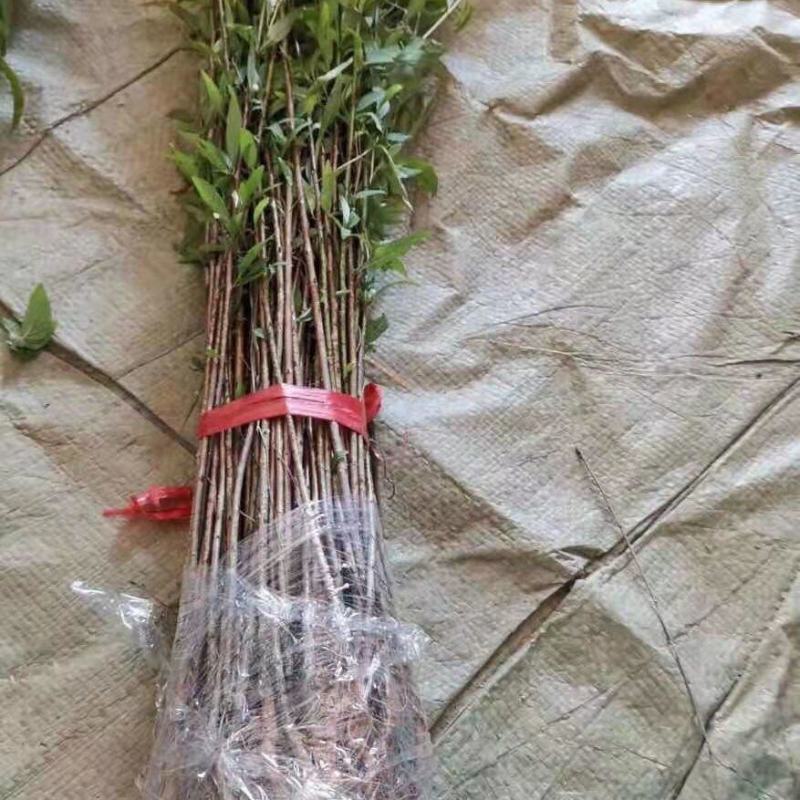 山东精品主杆型占地桃树，产地一手货源，供货稳定充足