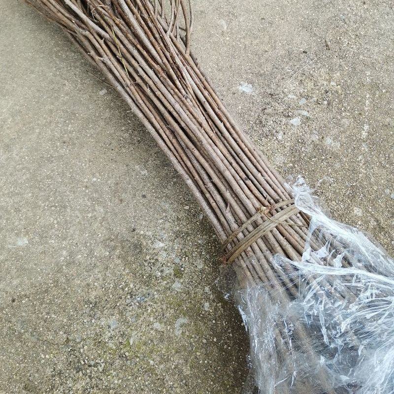 山东精品主杆型占地桃树，产地一手货源，供货稳定充足