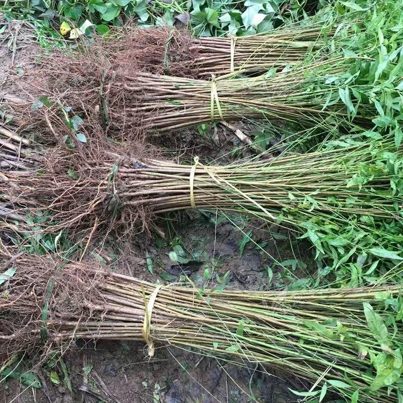 山东精品主杆型占地桃树，产地一手货源，供货稳定充足