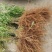 山东精品主杆型占地桃树，产地一手货源，供货稳定充足