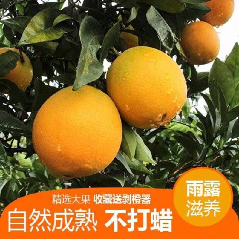 精品脐橙湖北橙子柑橘产地直销保质保量欢迎订购