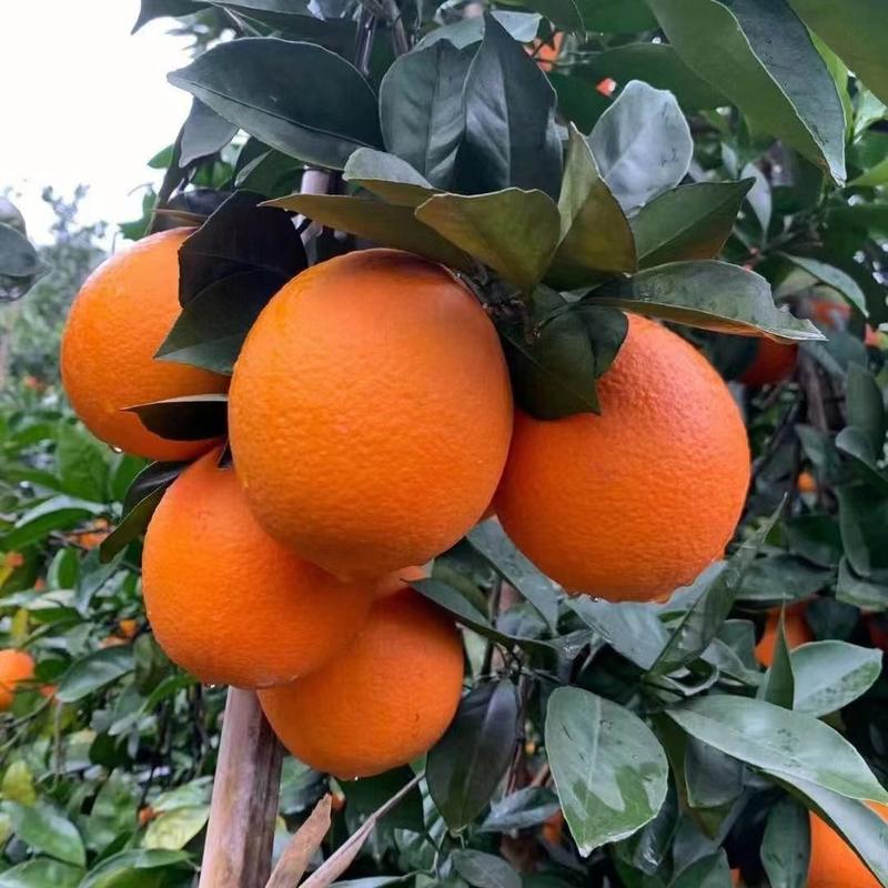 【一级橙子】长虹，圆虹果园看货，规格齐全，口感甜化渣。