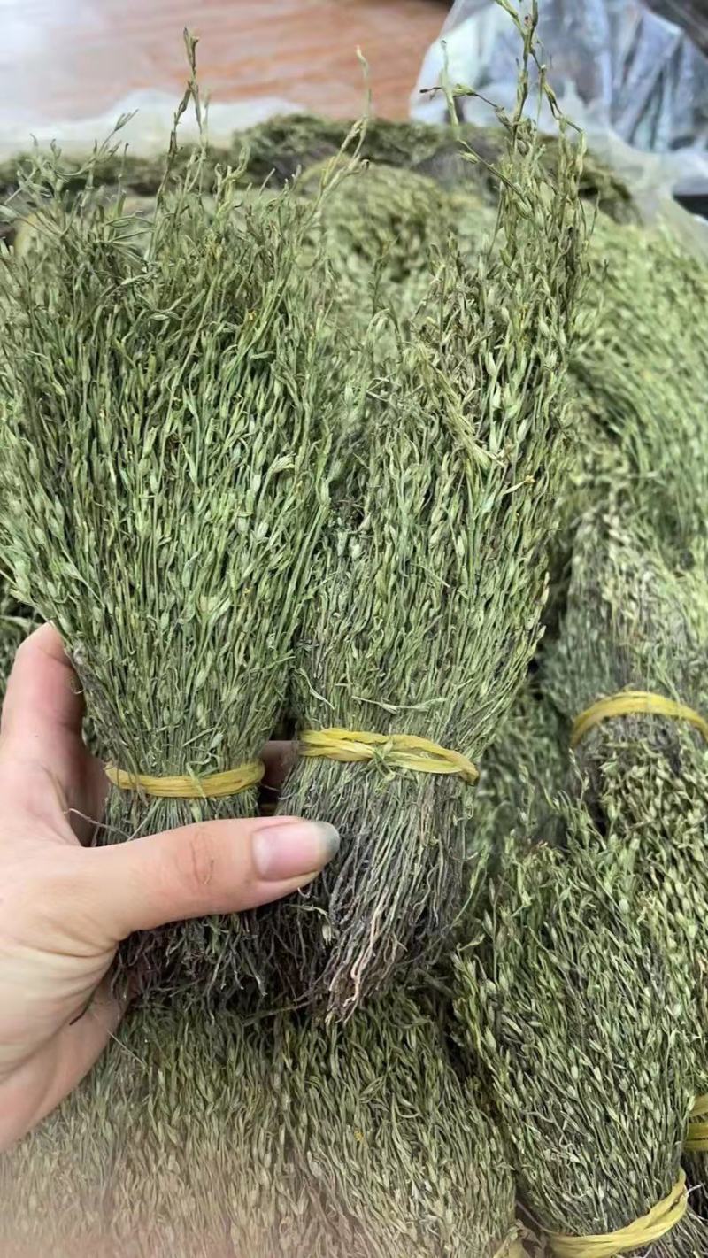 独脚金，独脚甘，孩儿草，一年四季货原充足，一件代发