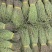 独脚金，独脚甘，孩儿草，一年四季货原充足，一件代发