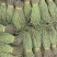 独脚金，独脚甘，孩儿草，一年四季货原充足，一件代发