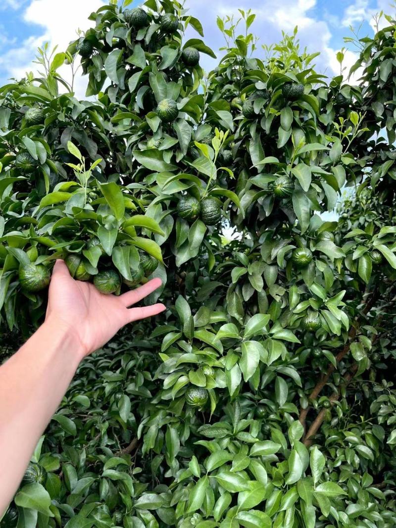 山东精品枸橘苗，当年苗，二年苗，三年苗，规格多样欢迎选购