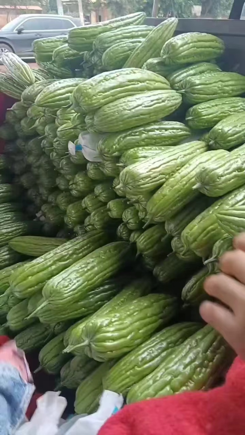 [精品苦瓜]长期供应，一手货源，诚信经营，优质品质