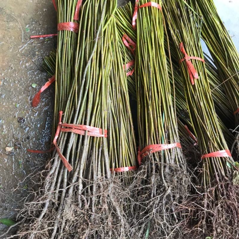山东基地精品臭椿树，千头椿，5公分至7公分，规格可选