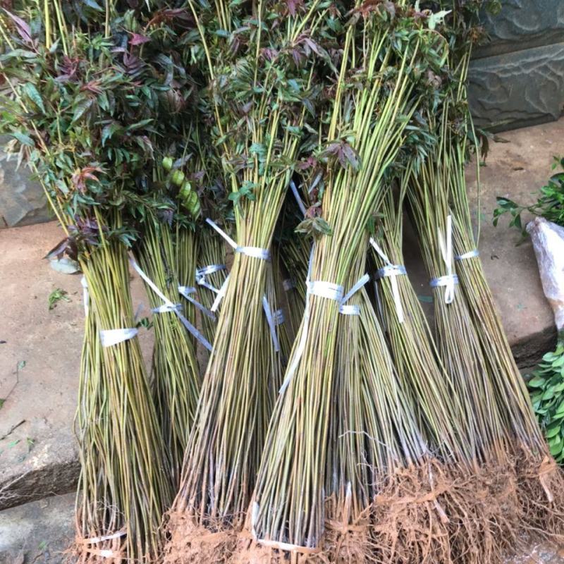 山东基地精品臭椿树，千头椿，5公分至7公分，规格可选