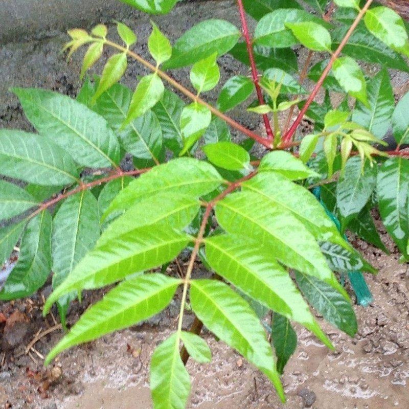 山东基地精品臭椿树，千头椿，5公分至7公分，规格可选