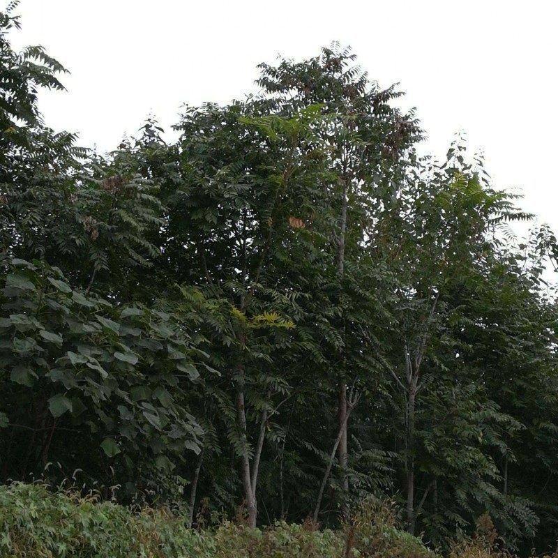山东基地精品臭椿树，千头椿，5公分至7公分，规格可选