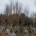 广东省普宁市。细叶紫薇5-15分杀头全冠货规格齐全