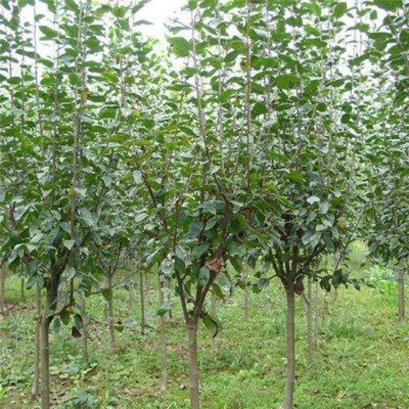 山东基地精品高杆海棠大量出售，规格多样可选，可视频看货