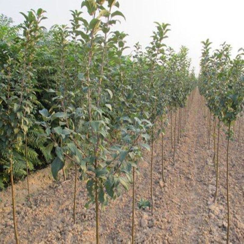 山东基地精品高杆海棠大量出售，规格多样可选，可视频看货