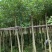 广东普宁（鸡冠刺桐5-10公分）大小规格齐全支持视频