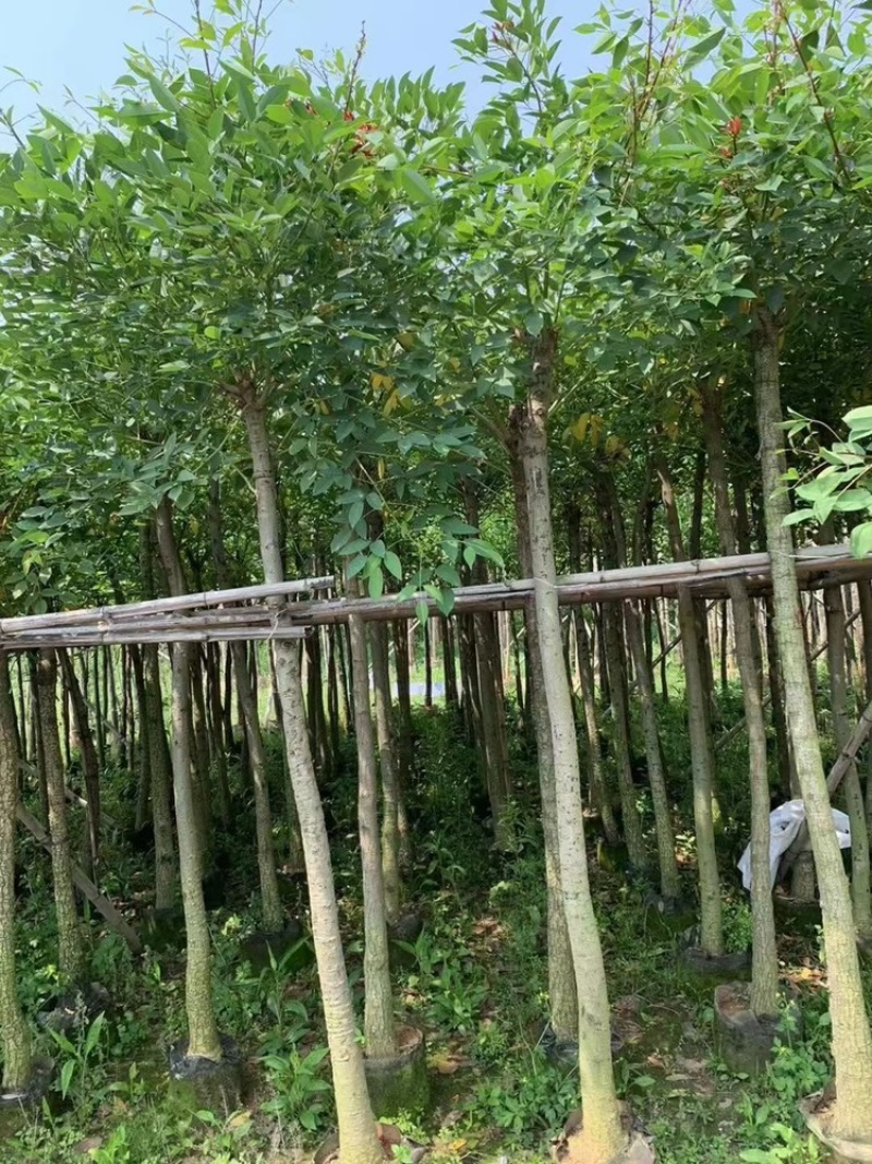 广东普宁（鸡冠刺桐5-10公分）大小规格齐全支持视频