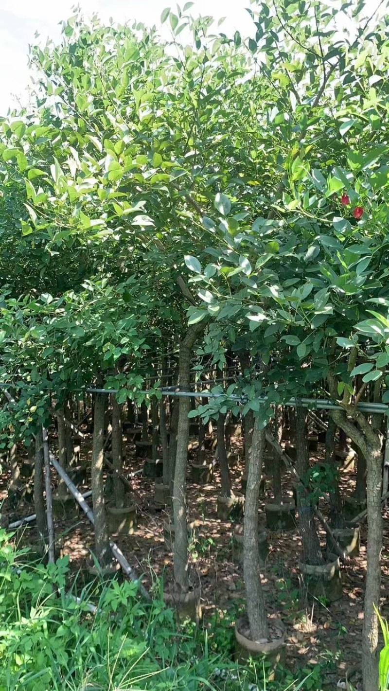 广东普宁（鸡冠刺桐5-10公分）大小规格齐全支持视频