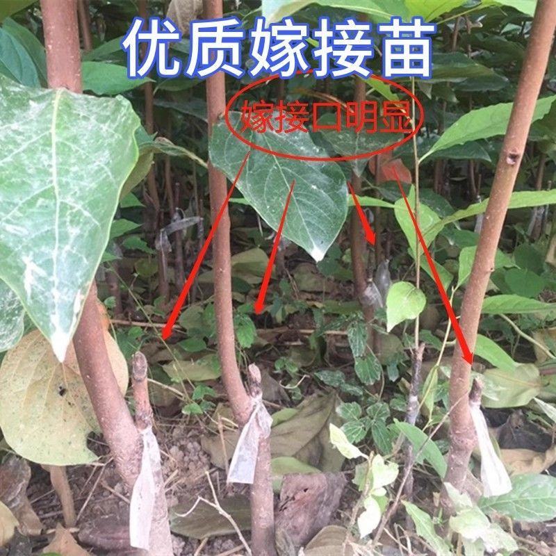 山东基地培育精品柿子树苗，规格多样，可视频看货，量大从优