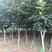 山东基地培育精品柿子树苗，规格多样，可视频看货，量大从优