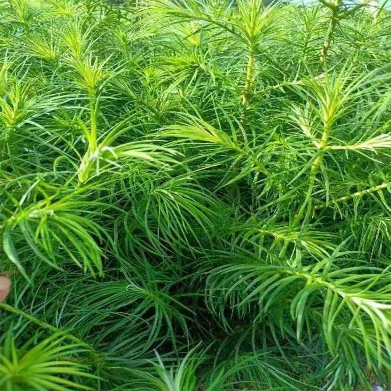 山东基地精品杉树苗，产地一手货源，量大从优，欢迎联系