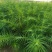 山东基地精品杉树苗，产地一手货源，量大从优，欢迎联系