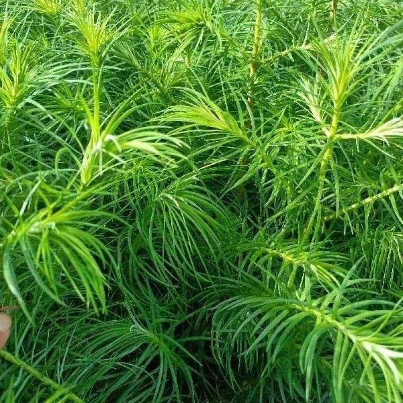山东基地精品杉树苗，产地一手货源，量大从优，欢迎联系