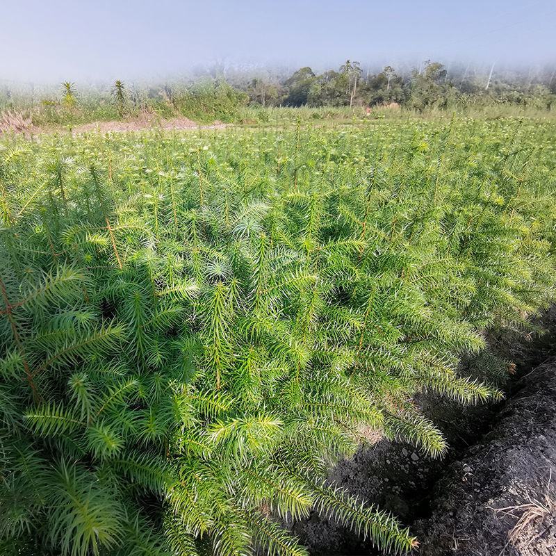 山东基地精品杉树苗，产地一手货源，量大从优，欢迎联系