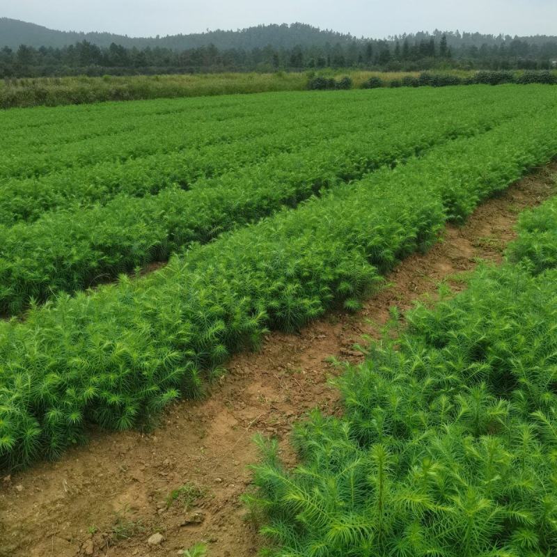 山东基地精品杉树苗，产地一手货源，量大从优，欢迎联系