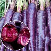 永昌沙地水果紫胡萝卜新鲜便宜花青素新鲜蔬菜批发包邮胡萝卜