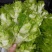 合川精品儿菜