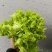 合川精品儿菜